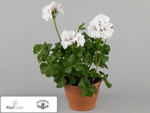 flori/pelargoniya-plyuschelistnaya-toscana-sil-wittje11713