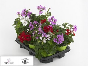 flori/pelargoniya-plyuschelistnaya-toscana-villetta-mixmasters-gemen11654