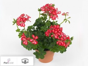 flori/pelargoniya-plyuschelistnaya-toscana-villetta-red-white11637