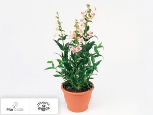 flori/penstemon-hartvega-tubular-bells-rose11960