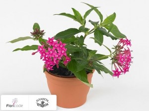 flori/pentas-lancetovidnyy-panic-pink11987