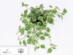 flori/peperomiya-cepkaya-variegata12002
