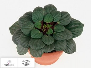 flori/peperomiya-frazera-vulcano12006