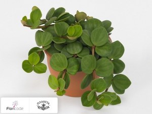 flori/peperomiya-tetraphylla-hope11994