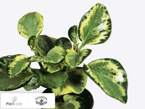 flori/peperomiya-tupolistnaya-green-gold11992