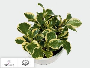 flori/peperomiya-tupolistnaya-variegata12014