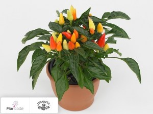 flori/perec-struchkovyy-salsa-yellow-red12044