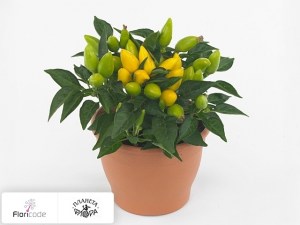 flori/perec-struchkovyy-salsa-yellow12095