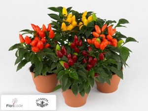 flori/perec-struchkovyy-samba-gemengd12024