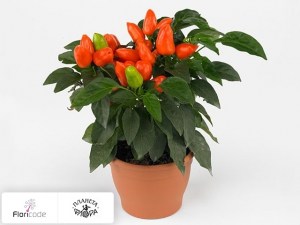 flori/perec-struchkovyy-samba-orange12023