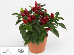 flori/perec-struchkovyy-samba-red12022