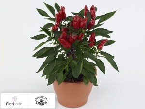 flori/perec-struchkovyy-santa12038
