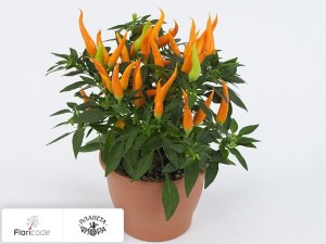 flori/perec-struchkovyy-santos-orange12035