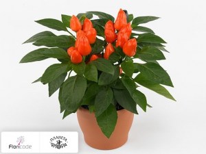 flori/perec-struchkovyy-tango-deep-orange12029