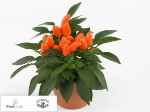 flori/perec-struchkovyy-tango-light-orange12027