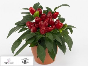 flori/perec-struchkovyy-tango-red12026
