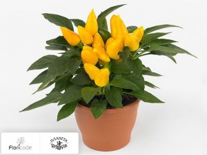 flori/perec-struchkovyy-tango-yellow12028