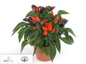 flori/perec-struchkovyy-zamora-orange12057