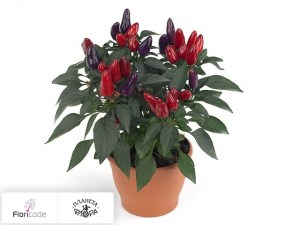 flori/perec-struchkovyy-zamora-red12056