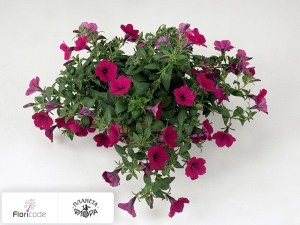 flori/petuniya-whispers-purple12416
