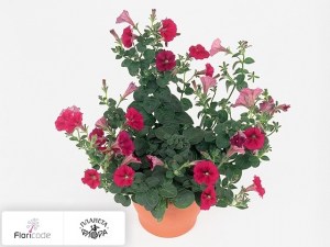 flori/petuniya-whispers-rose12385