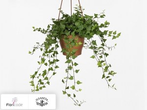 flori/plyusch-obyknovennyy-lady-kay12770