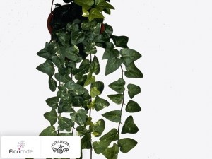 flori/plyusch-obyknovennyy-mein-herz12753