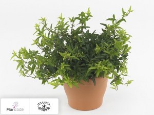 flori/plyusch-obyknovennyy-minisonja12771