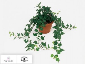 flori/plyusch-obyknovennyy-thera12782