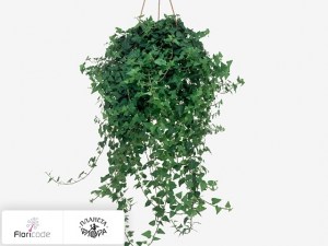 flori/plyusch-obyknovennyy-wilco12779