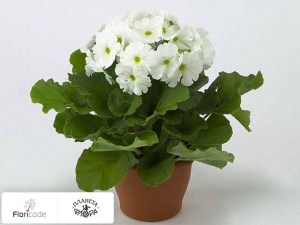 flori/primula-obratnolancetnaya-touch-me-white12898