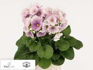 flori/primula-obratnolancetnaya-twilly-blender12877