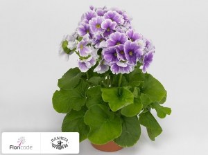 flori/primula-obratnolancetnaya-twilly-series-touch-me-f1-blue-white12874