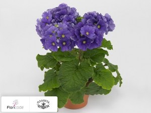 flori/primula-obratnolancetnaya-twilly-series-touch-me-f1-dark-blue12875