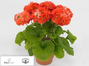 flori/primula-obratnolancetnaya-twilly-series-touch-me-f1-dark-orange12873