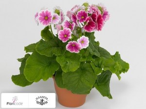 flori/primula-obratnolancetnaya-twilly-series-touch-me-f1-red-white12871