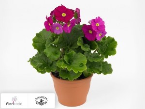 flori/primula-obratnolancetnaya-twilly-series-touch-me-f1-red12879