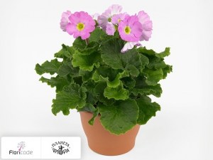 flori/primula-obratnolancetnaya-twilly-series-touch-me-f1-rose12878