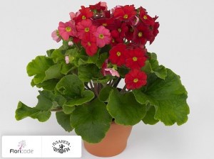 flori/primula-obratnolancetnaya-twilly-series-touch-me-f1-scarlet12872