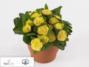 flori/primula-obyknovennaya-belarina-buttercup-yellow13111