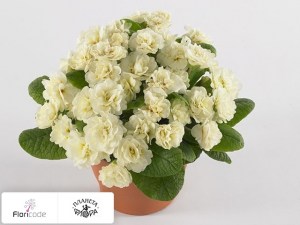 flori/primula-obyknovennaya-belarina-cream13112