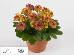 flori/primula-obyknovennaya-belarina-nectarine13113
