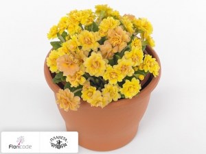 flori/primula-obyknovennaya-lovely-lady-alice12956
