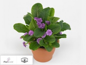 flori/primula-obyknovennaya-lovely-lady-ann12957