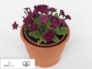 flori/primula-obyknovennaya-lovely-lady-charlotte12958