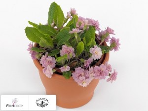 flori/primula-obyknovennaya-lovely-lady-karin12959
