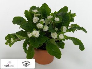 flori/primula-obyknovennaya-lovely-lady-lisa12961