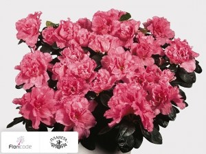 flori/rododendron-simsa-rose-vogel13464