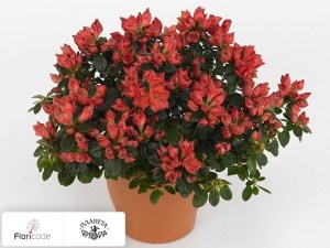 flori/rododendron-simsa-rote-sachsenstern13403