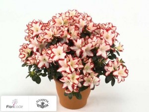 flori/rododendron-simsa-sachsenstern13485